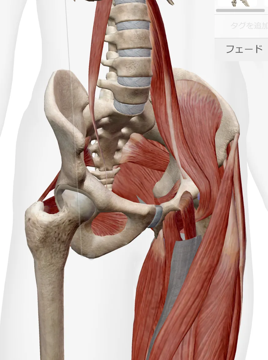 股関節の不調や違和感…それ内臓が！？＠terakoyaセミナー