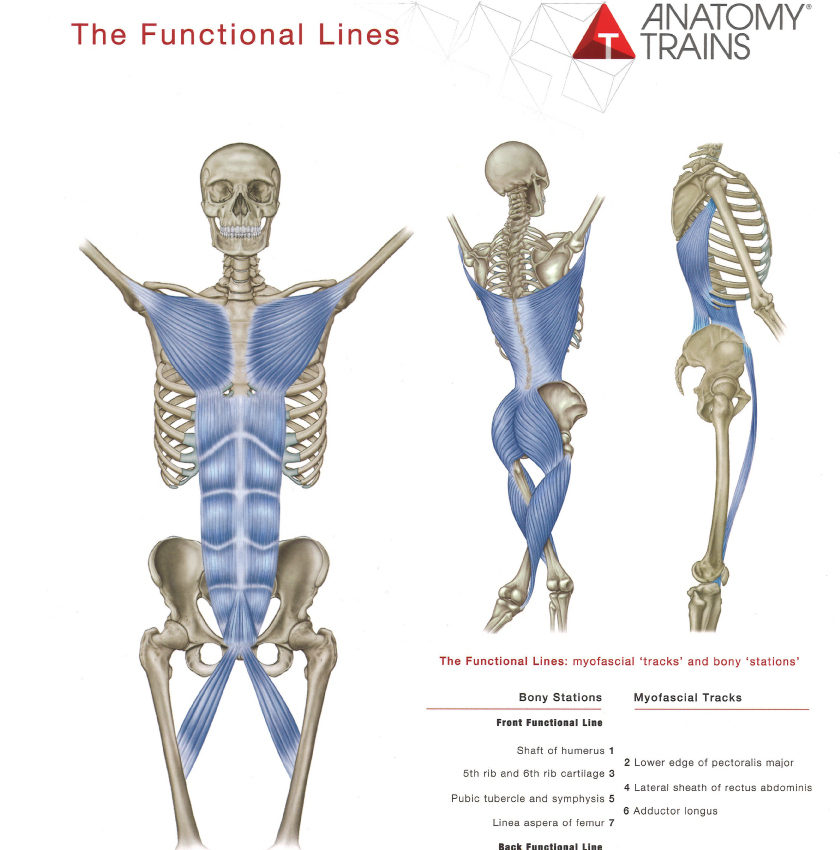 筋膜って、ただの膜だと思ってませんか？＠terakoyaセミナー