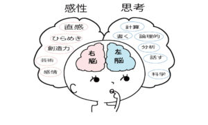 右脳と左脳　HSP