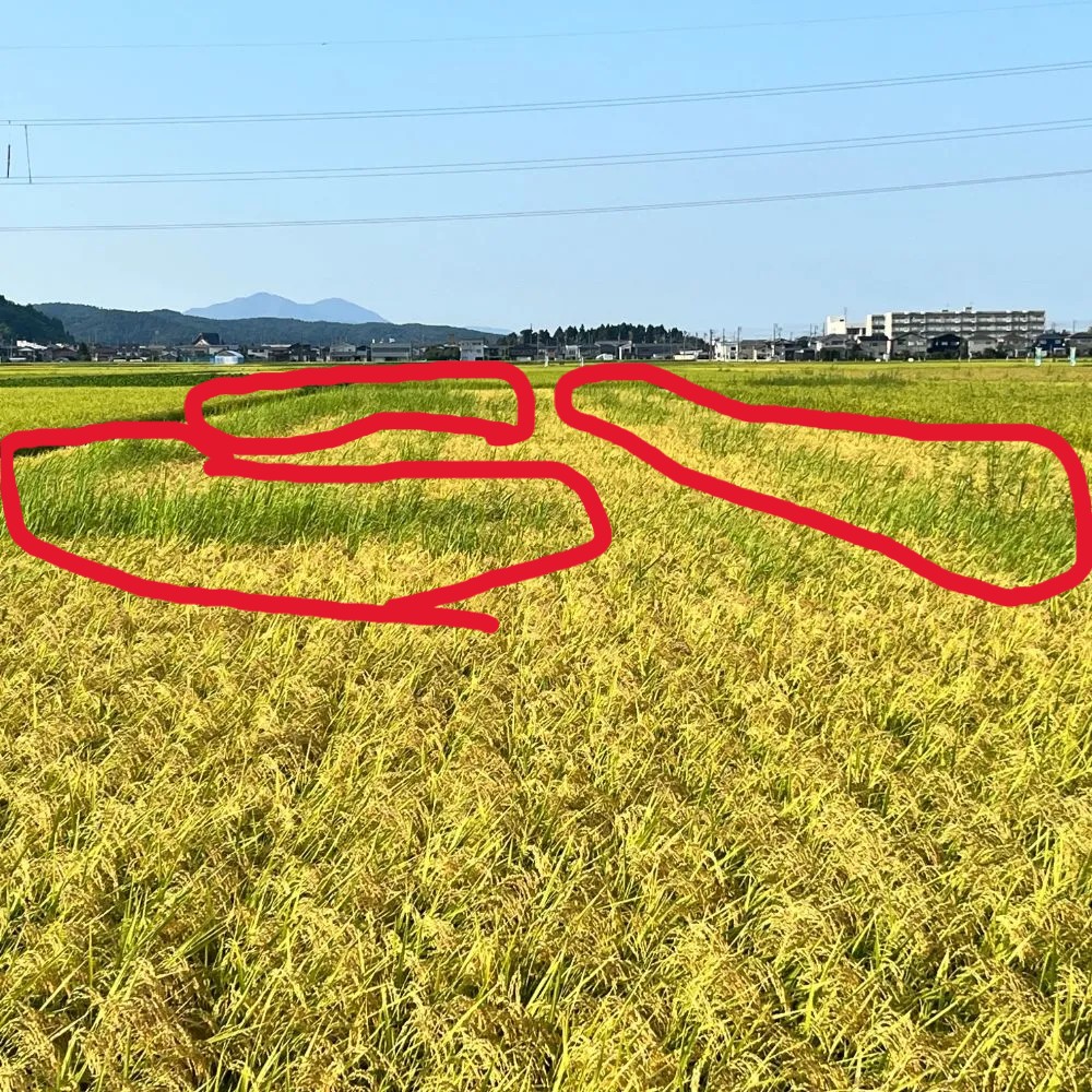 稲刈り前の草取り、鎌と空調ベストの物語