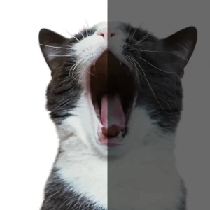 あくびをする猫。ミラーニューロンによって感情や反応が伝染するイメージ