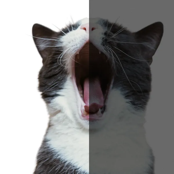 あくびをする猫。ミラーニューロンによって感情や反応が伝染するイメージ